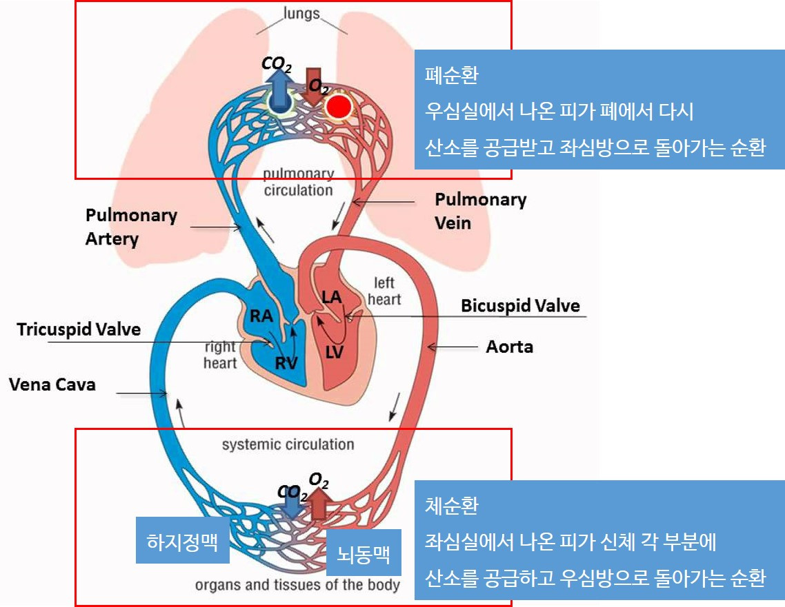 폐순환.jpg