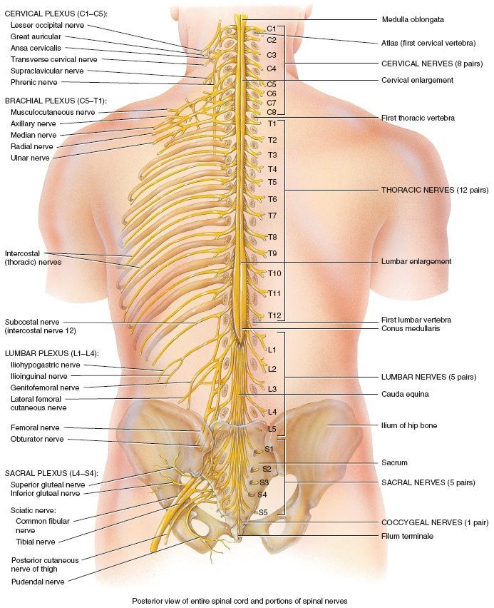 spinal cord.jpg