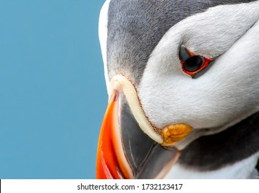 close-detail-portrait-atlantic-puffin-260nw-1732123417.jpg