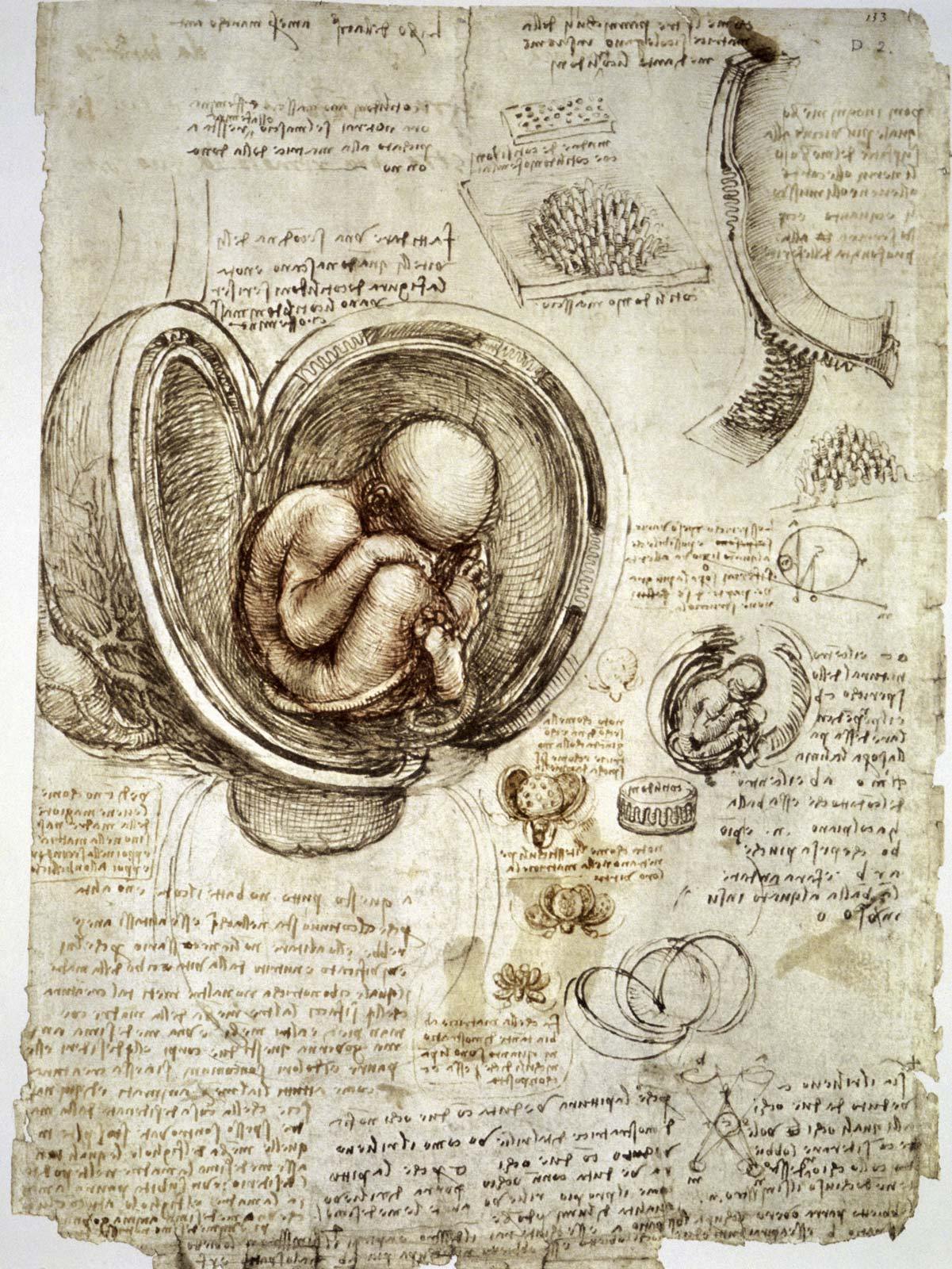 27_Da_Vinci_Fetus.jpg