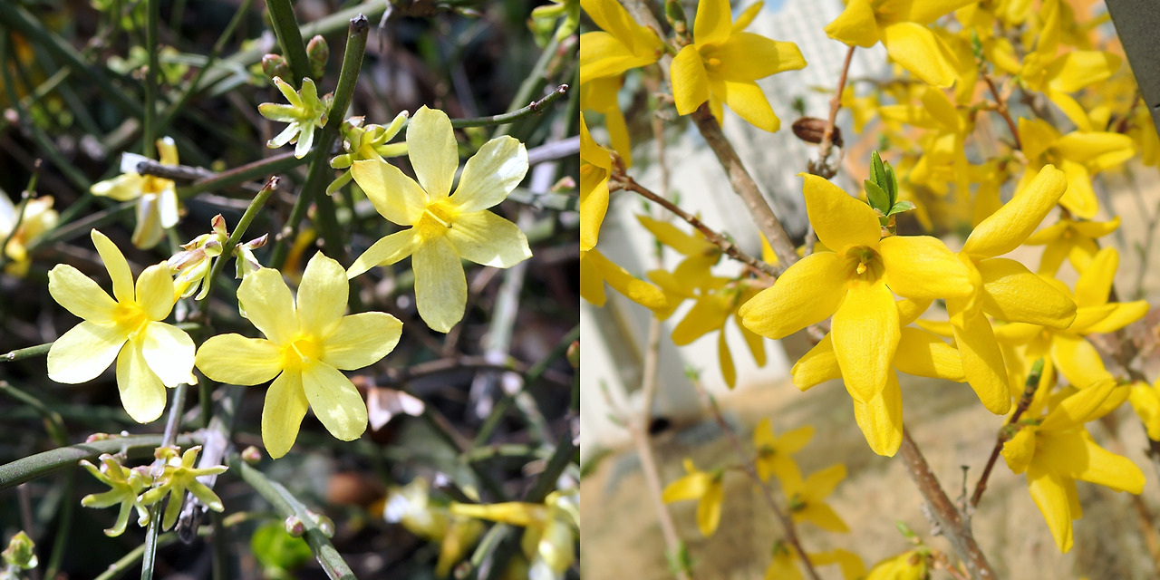 영춘화와 개나리.jpg