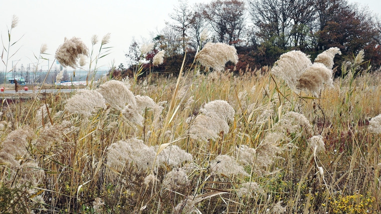 인천청라 갈대.jpg
