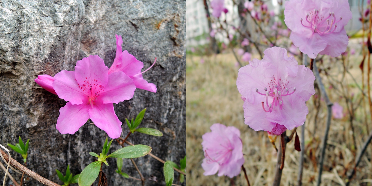 산철쭉과 진달래.jpg