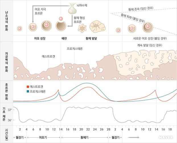 여성의생식주기.jpg