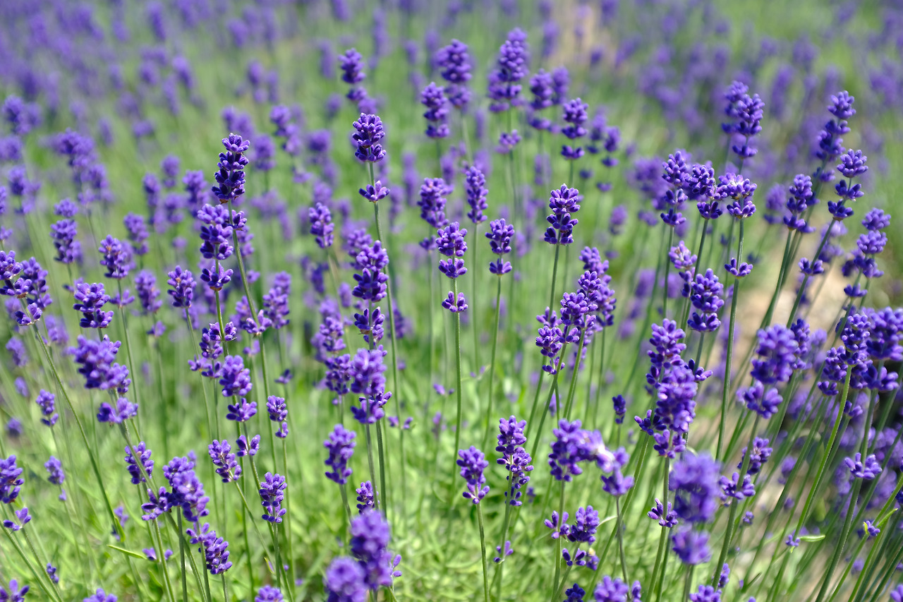 사진 2018. 7. 8. 오전 11 19 54.jpg