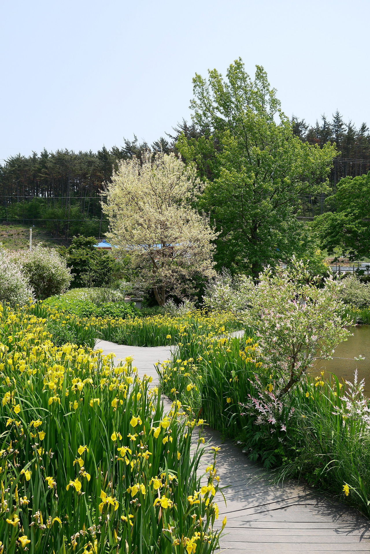 사진 2017. 5. 28. 오후 12 55 02.jpg