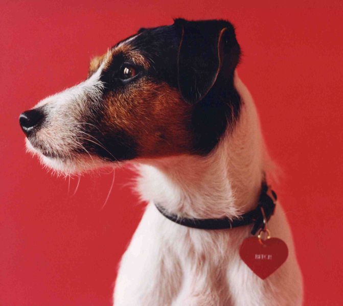 동물의 그림 2(개) - 개의모습.jpg