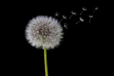 dandelion-2266558_640.jpg