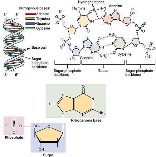 500px-0322_DNA_Nucleotides.jpg