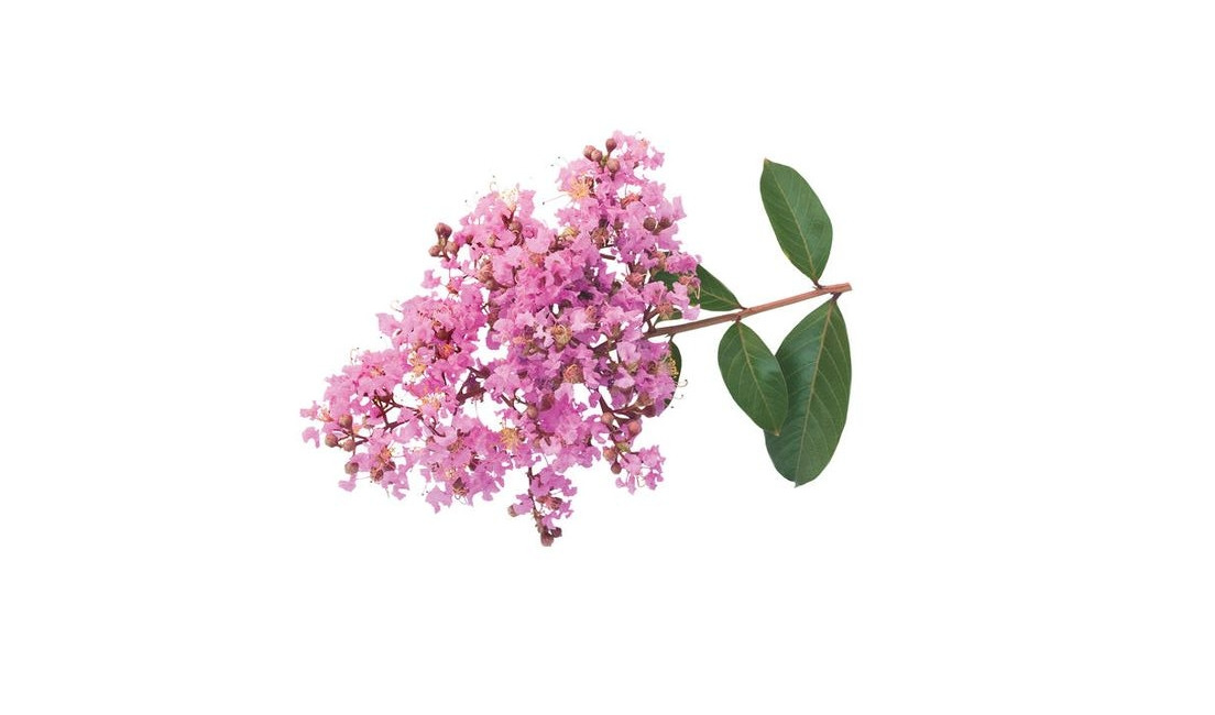 A Guide To Crepe Myrtle Varieties.jpg