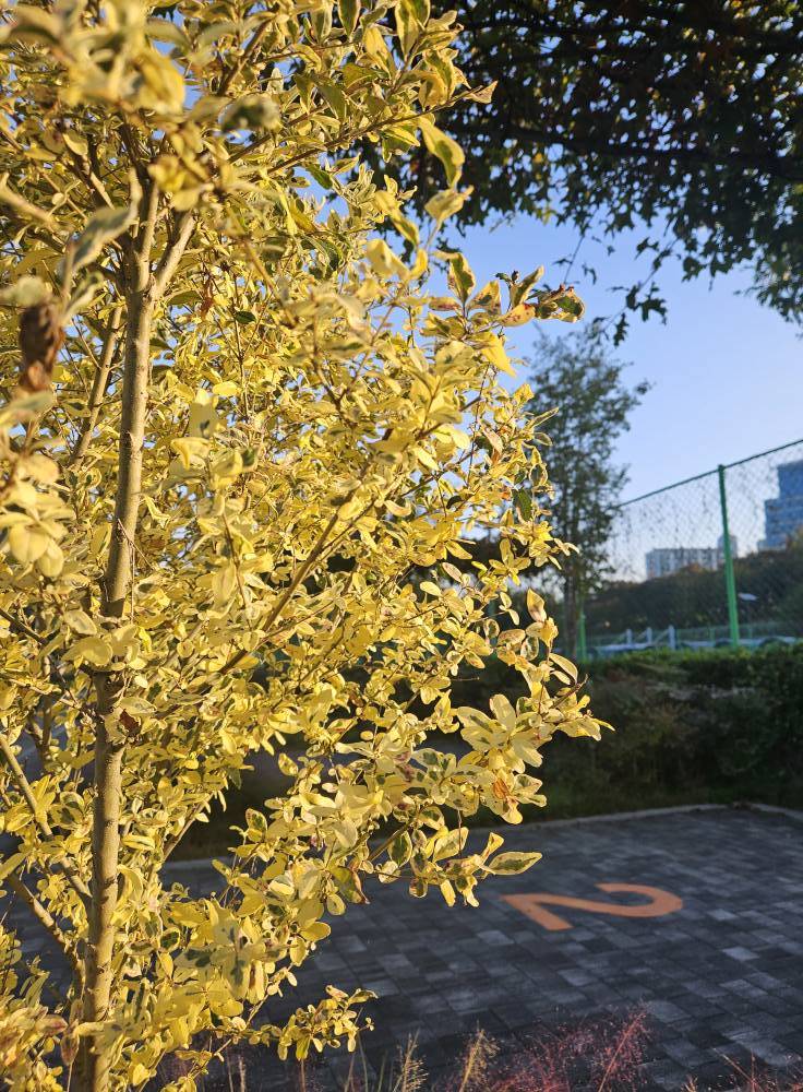 572886423_32257088063906165_6876707018487965618_n - 복사본.jpg