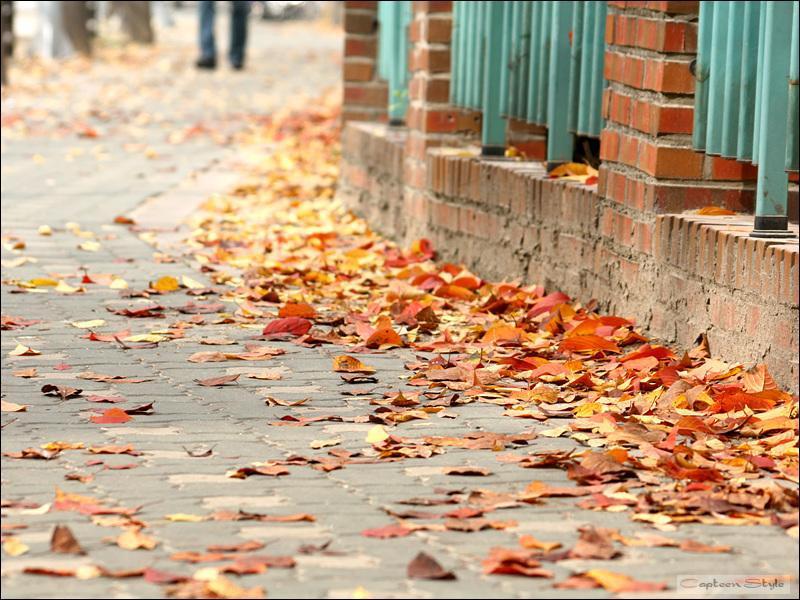 가을 담벼락.jpg