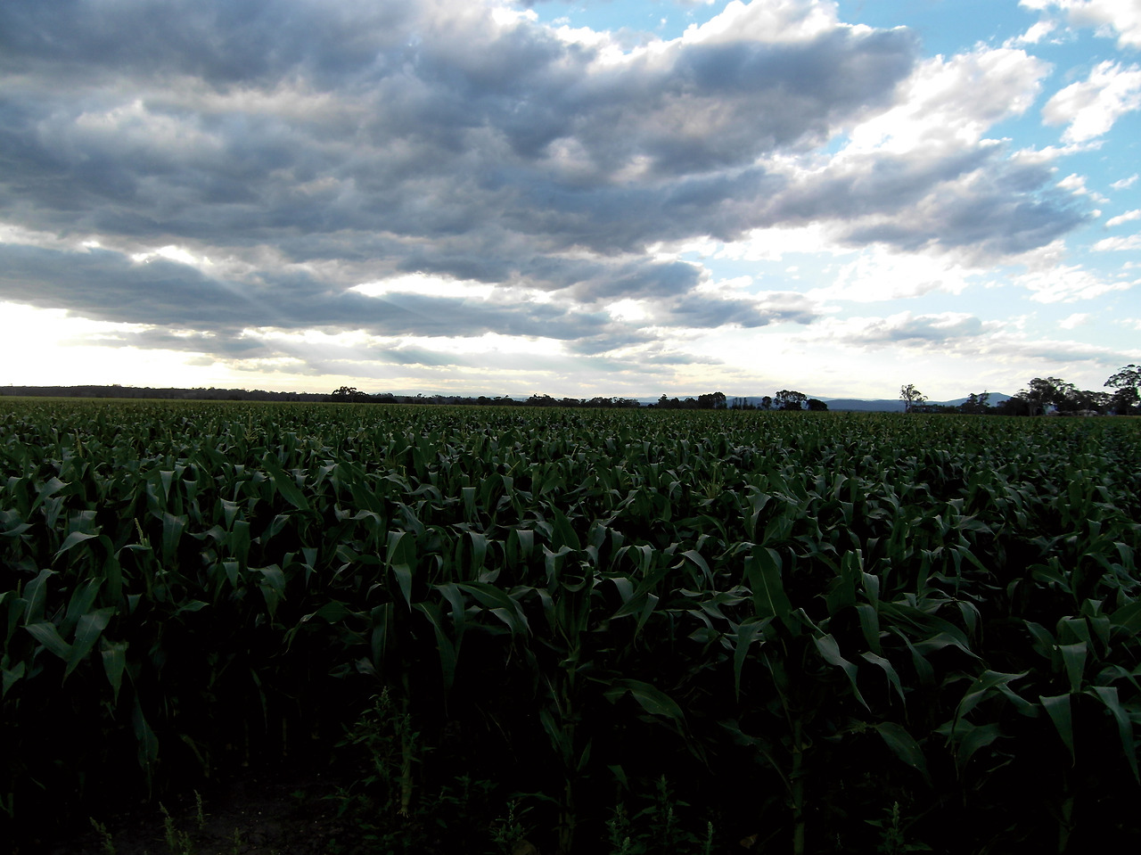 크기변환_옥수수 (3).jpg