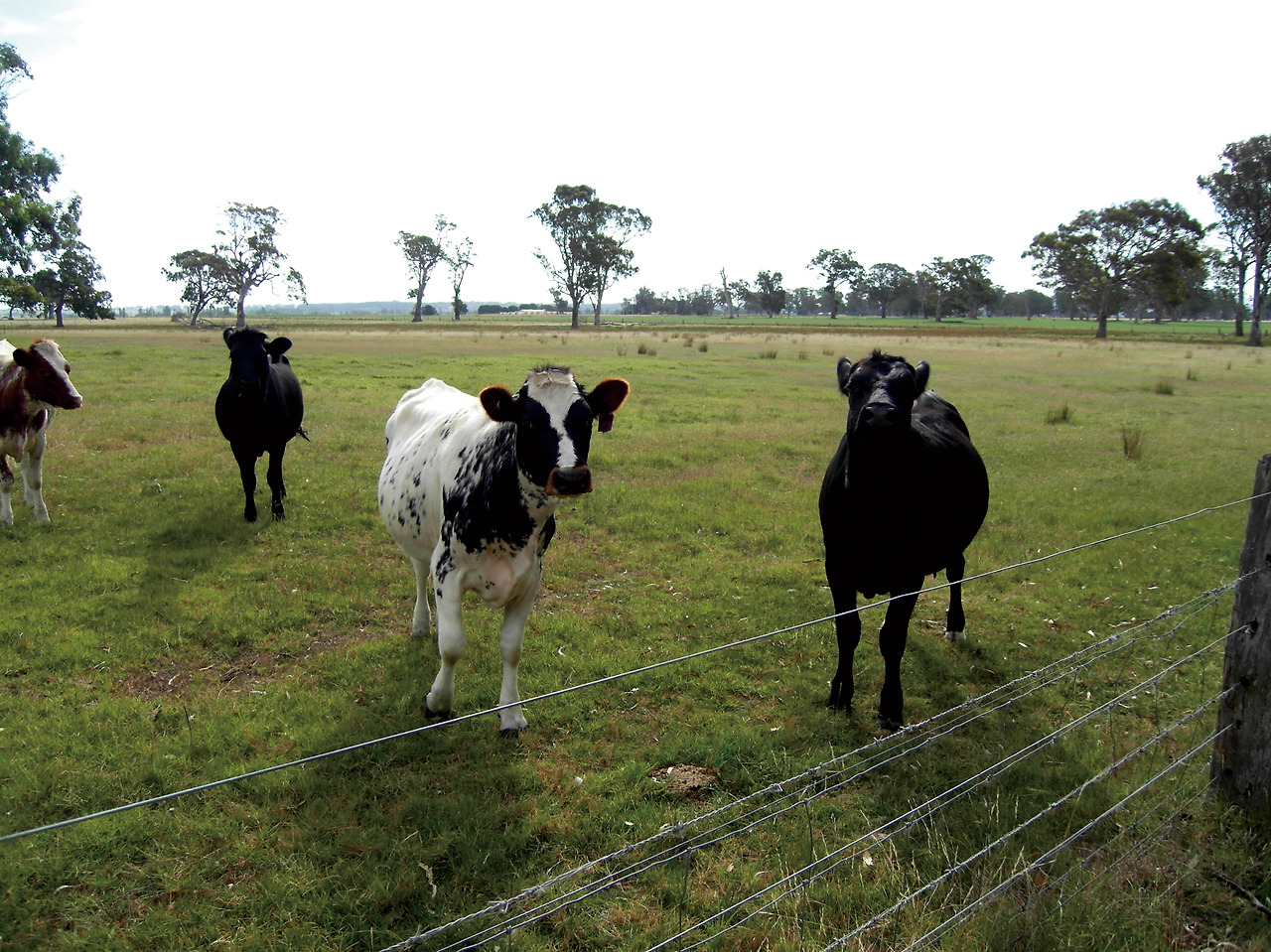 크기변환_옥수수 (15).jpg