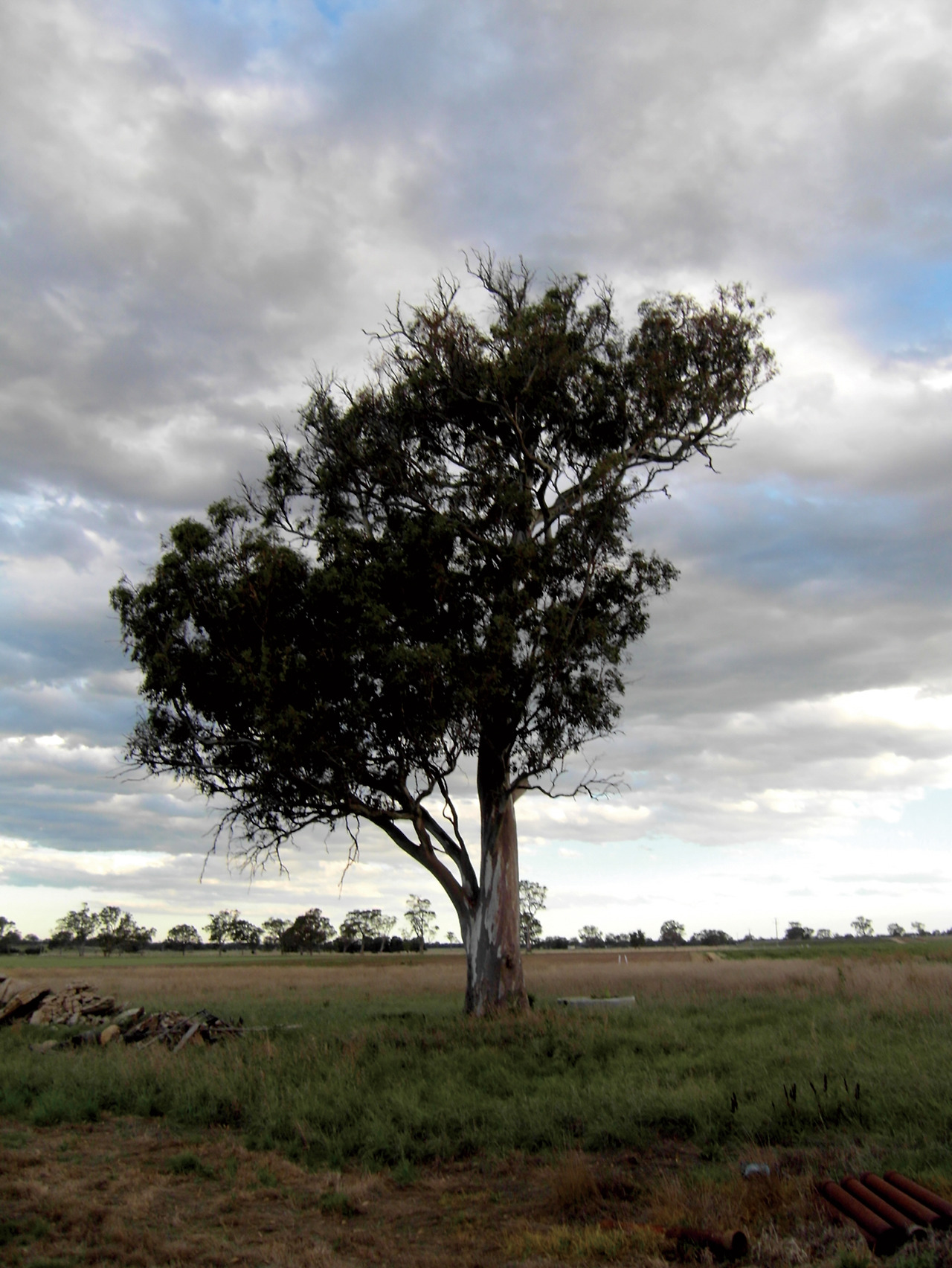 크기변환_옥수수 (7).jpg