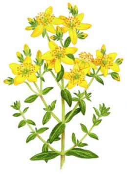 St. John’s wort.jpg