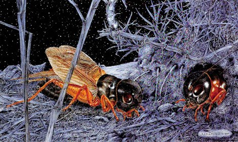 쿠마다 치카보.jpg