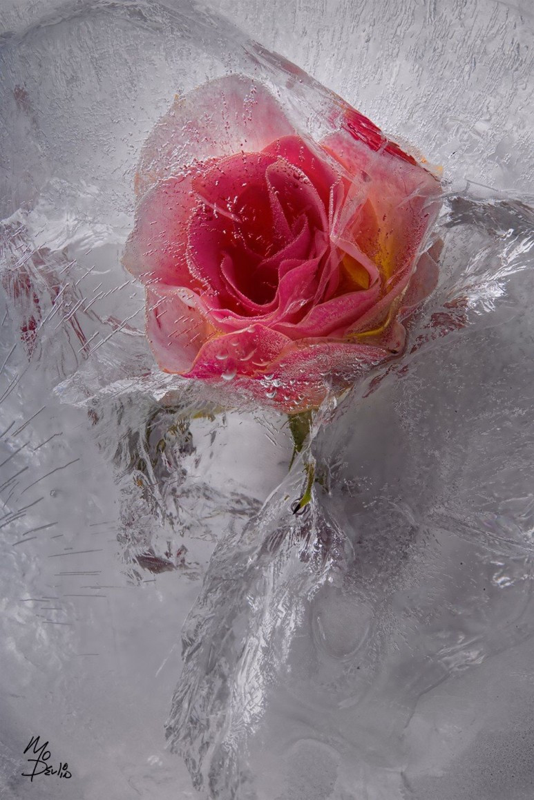 Frozen_Flowers__Ice_Rose_.jpg