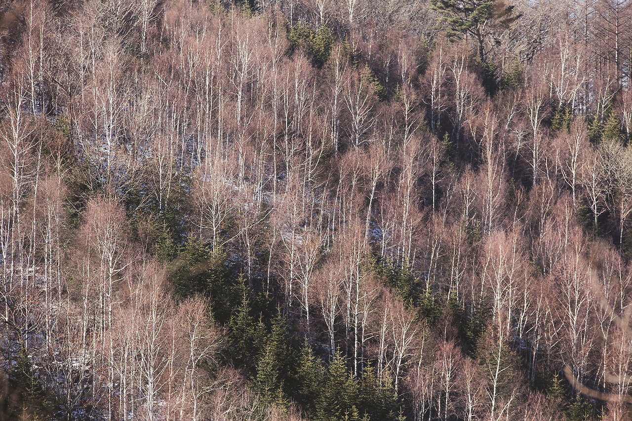 더멀리 가리왕산 (2).jpg