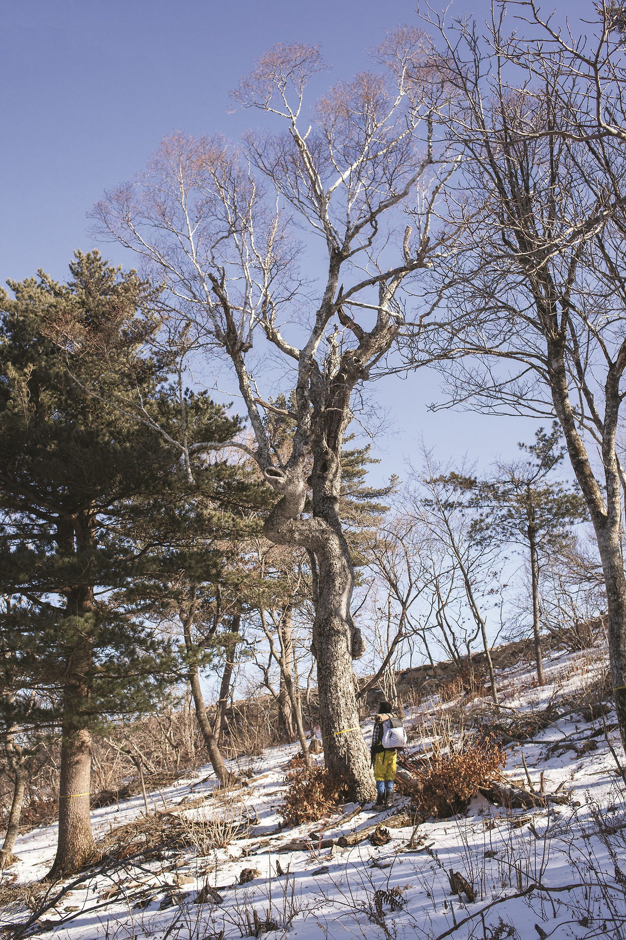 더멀리 가리왕산 (1).jpg