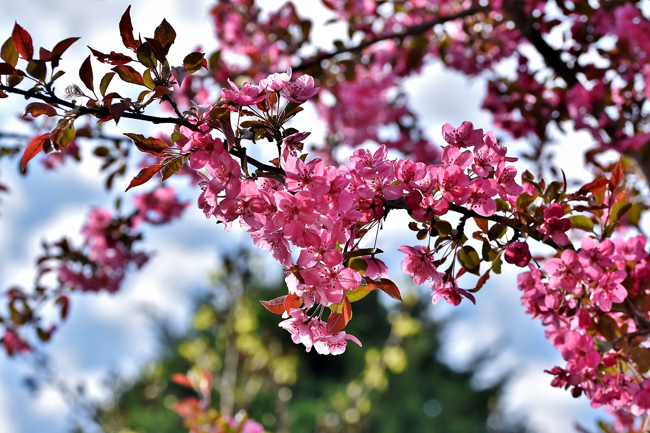 ornamental-cherry-5043328_1920.jpg