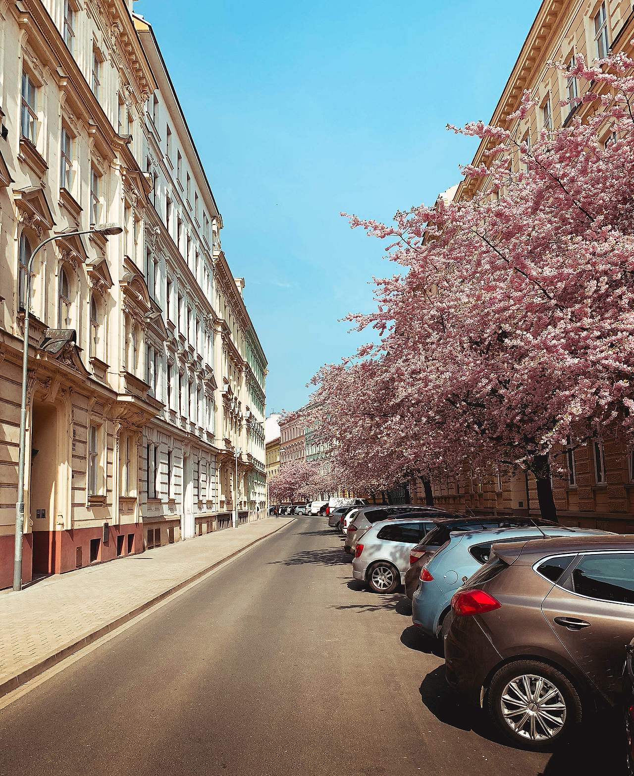 street-full-of-blooming-trees-2210x2704.jpg