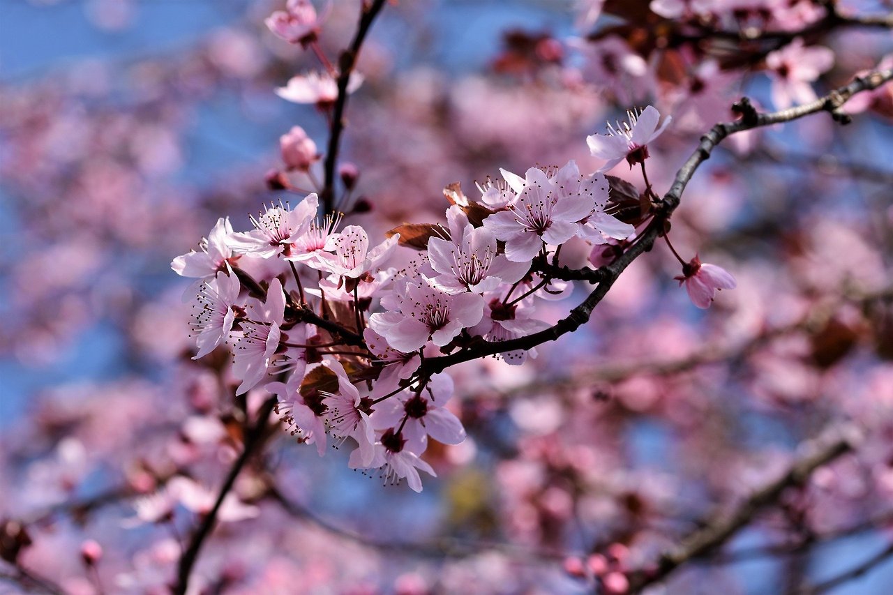 ornamental-cherry-5015660_1920.jpg