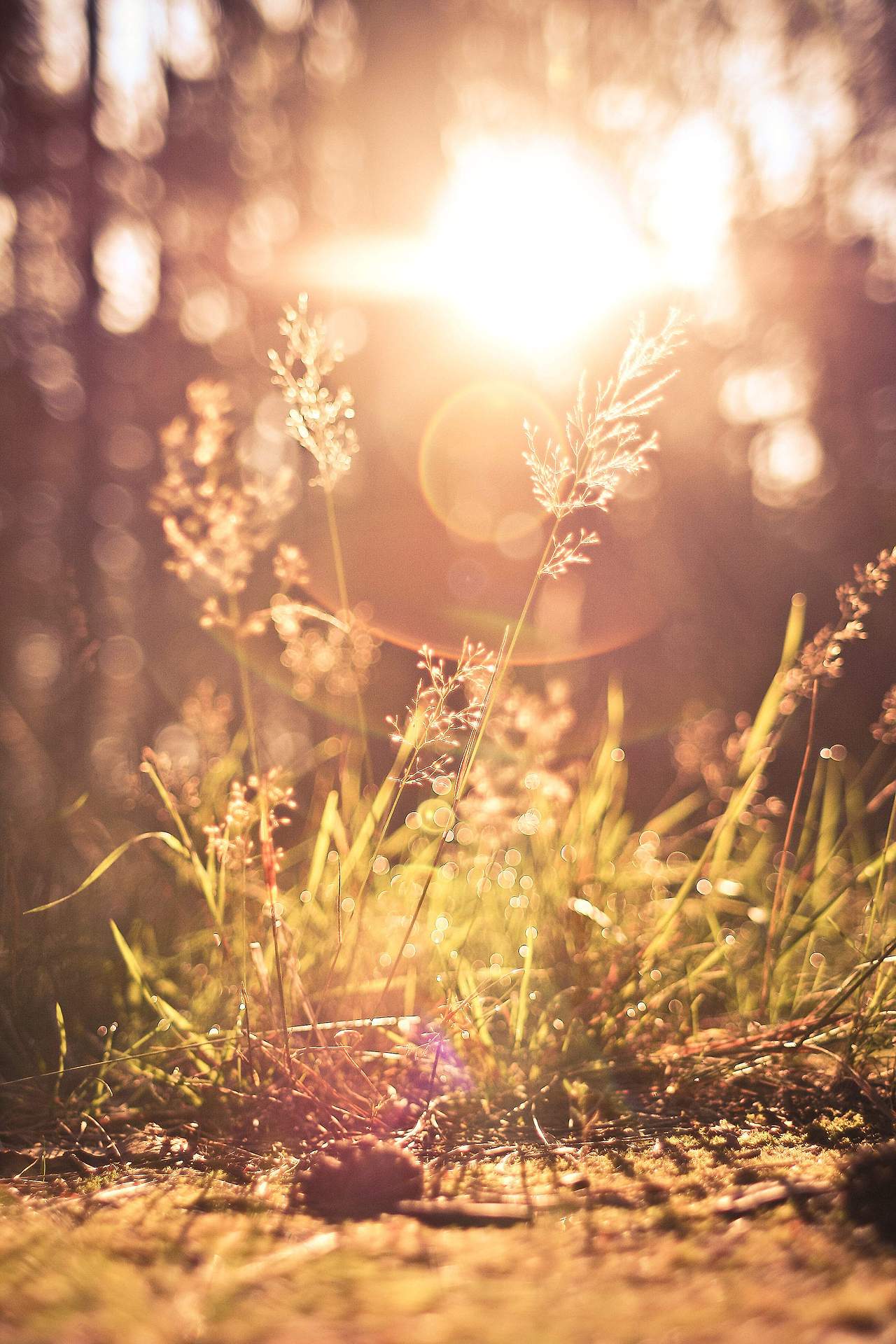grass-against-morning-sun-vertical-2210x3315.jpg