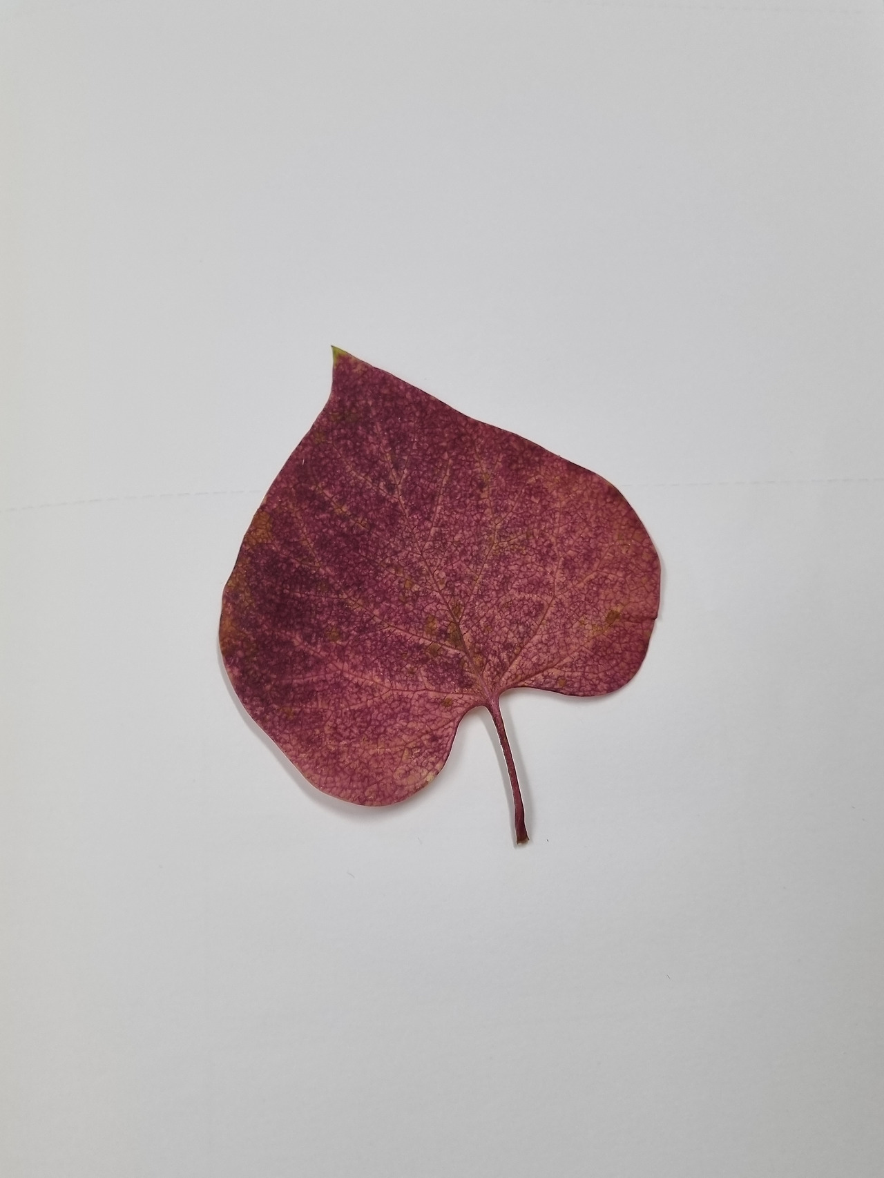 사랑스러워 받은 선물.jpg