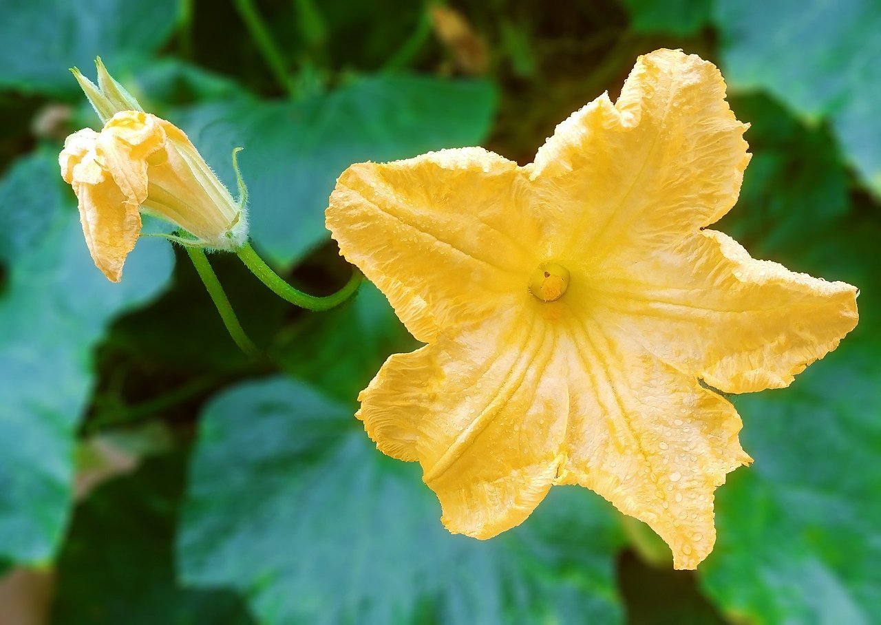 pumpkin-flower-3692851_1920.jpg