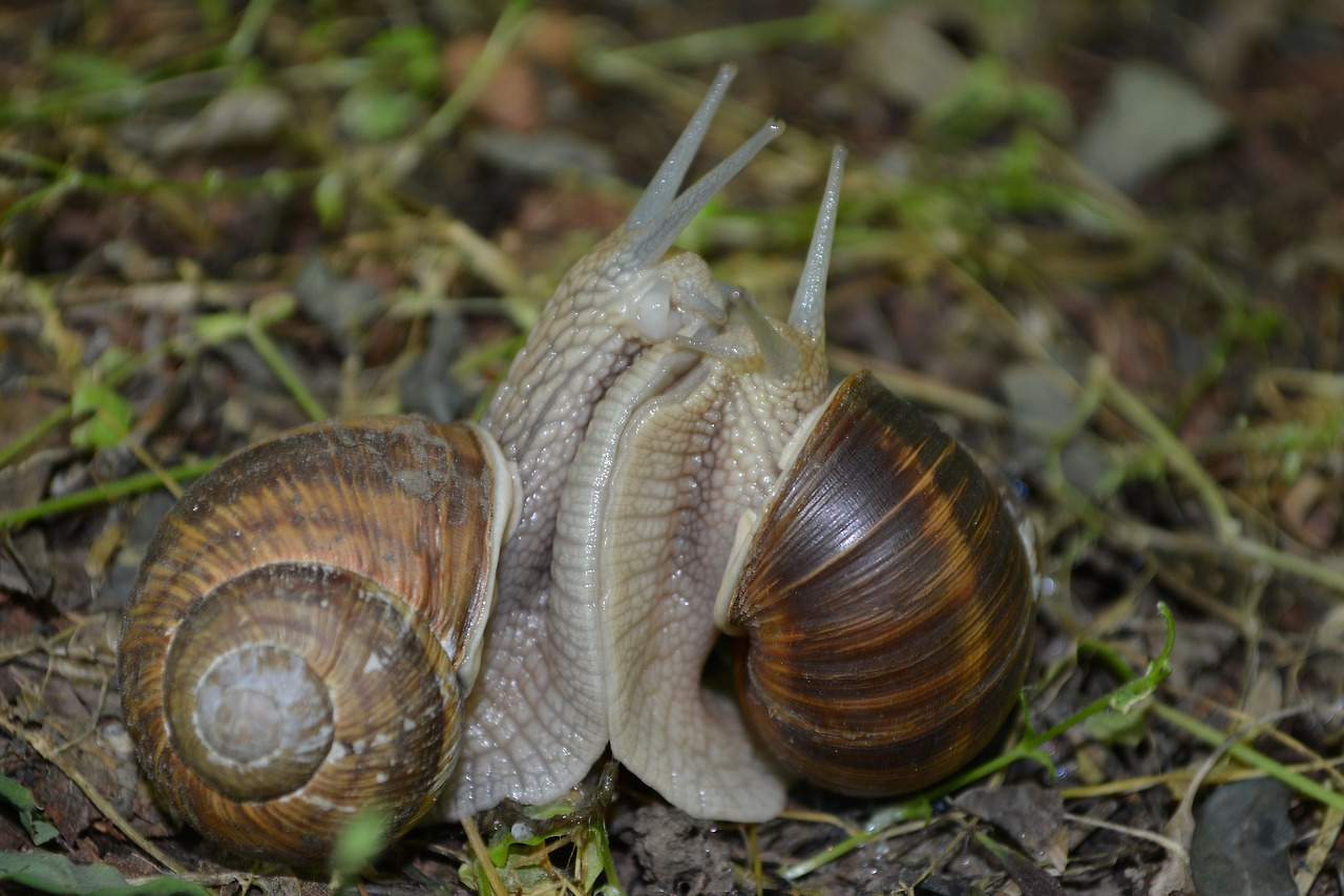 snail-937104_1920.jpg