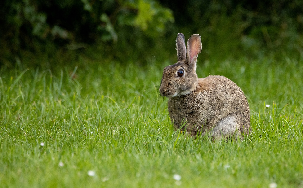 rabbit-5419591_1920.jpg