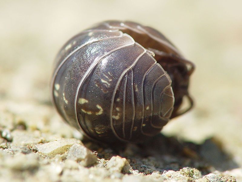 799px-Armadillidium_vulgare_000.jpg