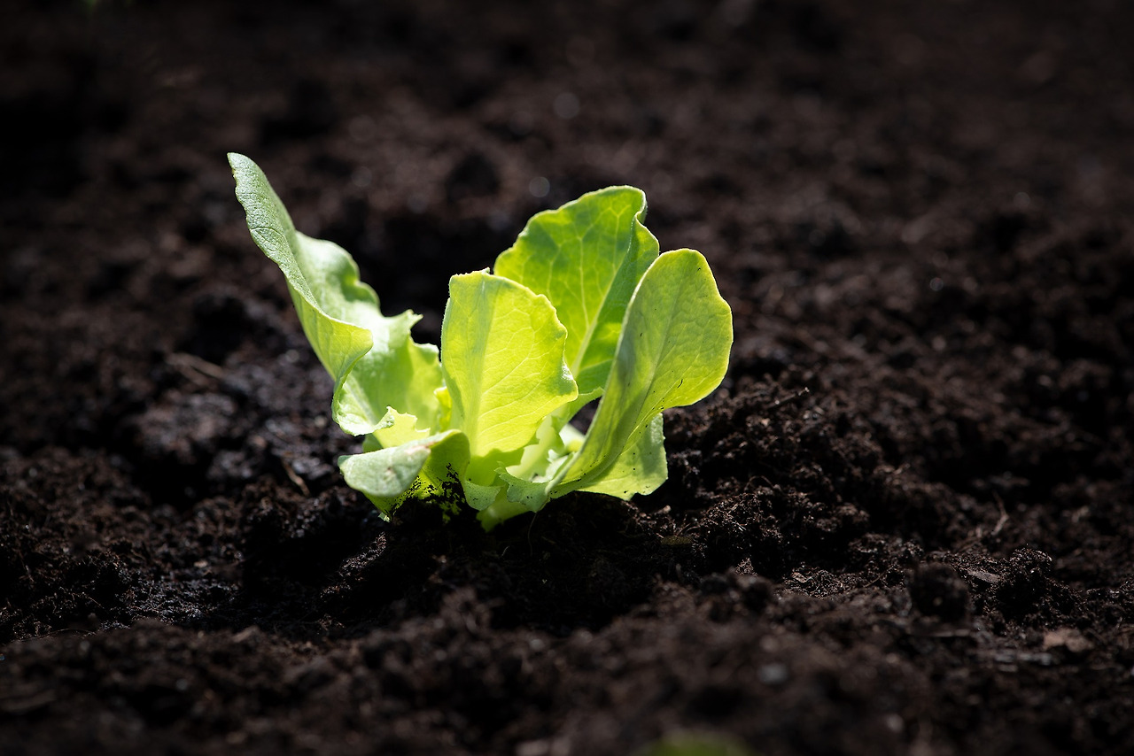 lettuce-seedling-4134906_1920.jpg