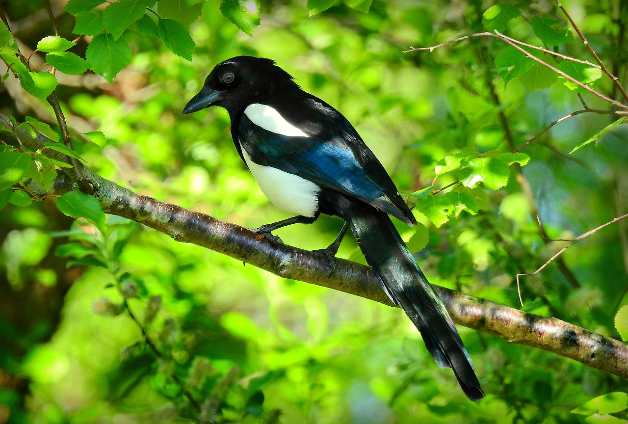 magpie-5135062_1920.jpg