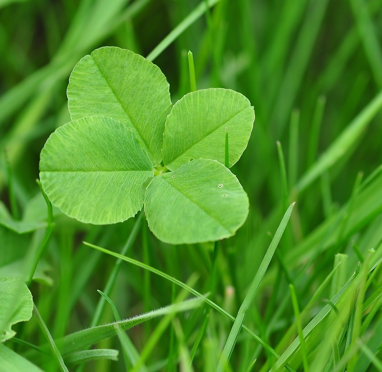 four-leaf-clover-711625_1920.jpg