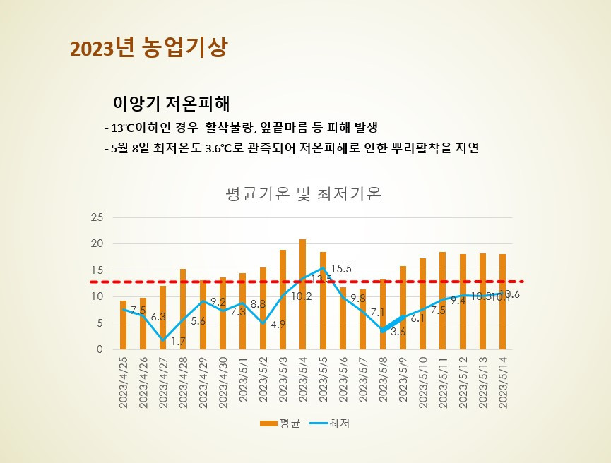 모내기 저온.jpg