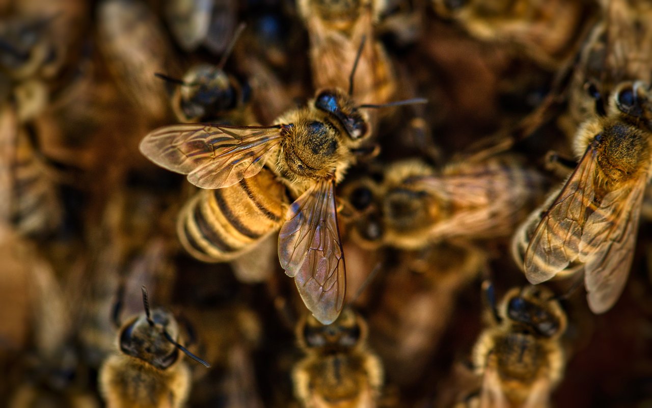 bees-4845211.jpg