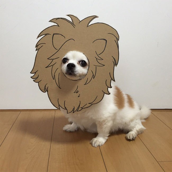 Chihuahuamametaro12.jpg