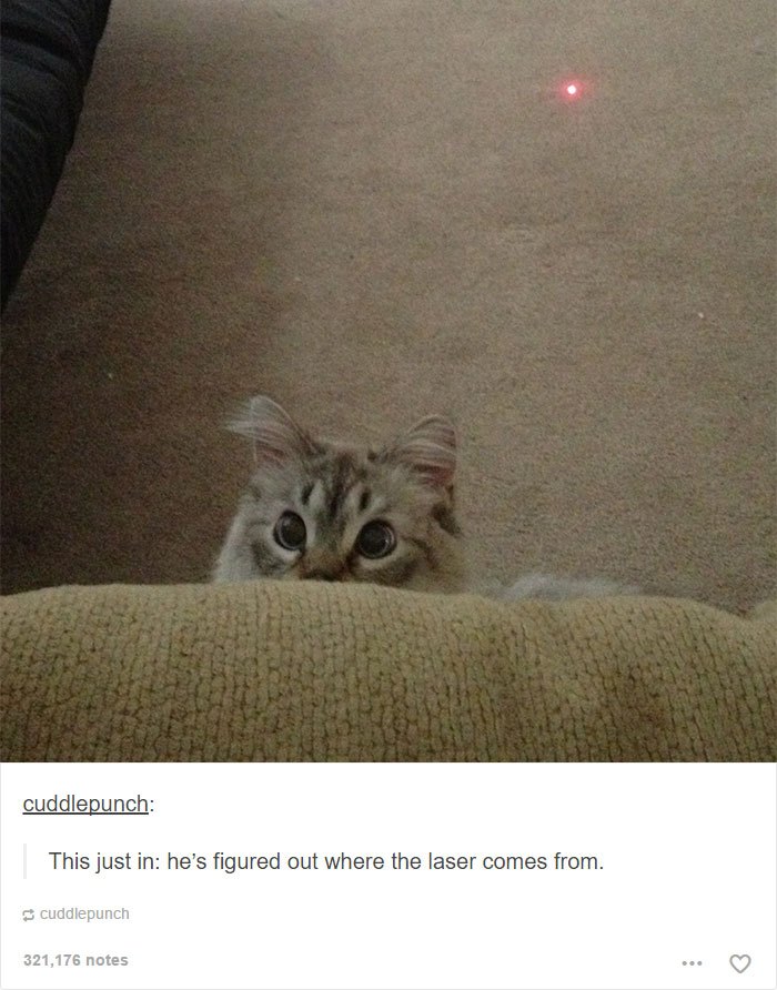 funny-tumblr-cats-51-5811ced50e020__700.jpg