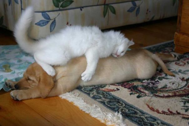 cats_sleeping_on_dogs_11.jpg