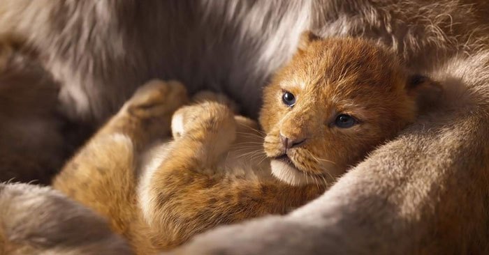 lion-king-live-action-baby-simba-bahati-dallas-zoo-14.jpg