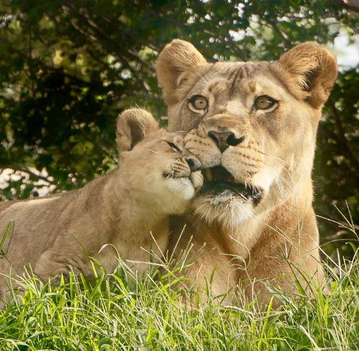 lion-king-live-action-baby-simba-bahati-dallas-zoo-10-12-5d38002e2a865__700.jpg