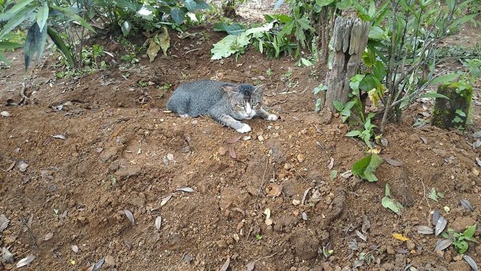 grieving-cat-spends-year-owner-grave-4.jpg