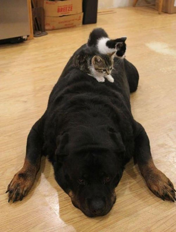 cats_sleeping_on_dogs_16.jpg