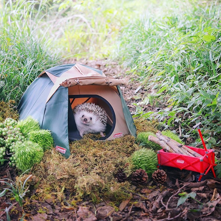 azuki-camping-hedgehog-5.jpg