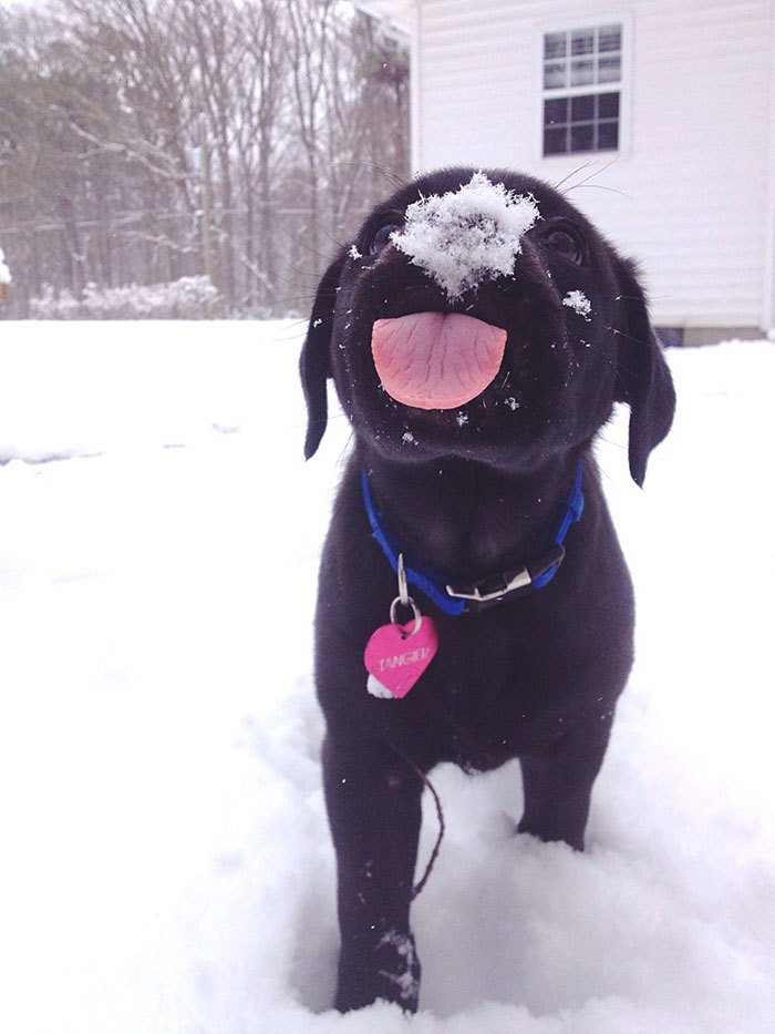 animals-and-first-snow-black-puppy__700.jpg