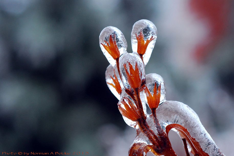 winter-snow-natural-ice-art-12.jpg