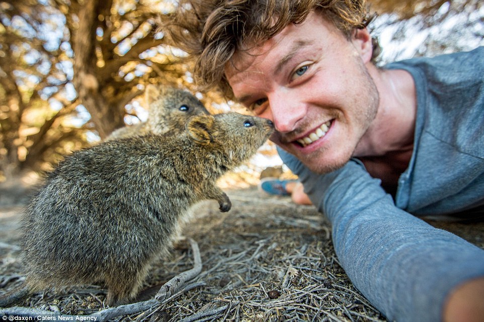 2F911B4200000578-3370281-Cautious_Two_tiny_quokkas_look_unsure_at_their_large_visitor_and-a-14_1450800326858.jpg