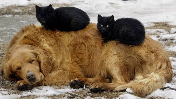 cats_sleeping_on_dogs_8.jpg